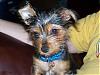 Yorkie/Dacshaund puppy pics-gadget1.jpg