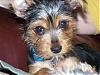 Yorkie/Dacshaund puppy pics-gadget2.jpg