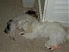 Yorkie/Dacshaund puppy pics-sleeping-2.jpg