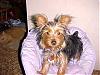 Coughing Yorkie?????-moller-7.jpg