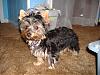 Pictures of small yorkies-gracie-021-600-x-450-.jpg