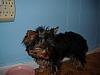 Pictures of small yorkies-gracie-022-600-x-450-.jpg
