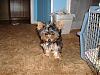 Pictures of small yorkies-gracie-023-600-x-450-.jpg