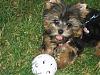 Pictures of small yorkies-img_0565.jpg