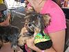 Pictures of small yorkies-img_0647.jpg