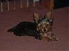 Pictures of small yorkies-shylah-041.jpg