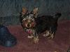 Pictures of small yorkies-shylah-045.jpg