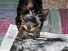 Pictures of small yorkies-100_0370.jpg