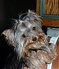 Pictures of small yorkies-dscf0065.jpg