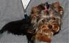 Pictures of small yorkies-good1.jpg