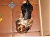 Pictures of small yorkies-img_1683.jpg