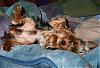 Pictures of small yorkies-belly-rubr.jpg