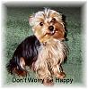 Pictures of small yorkies-gsmiley.jpg