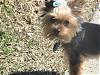 what colours your yorkie-dsc01026-small-.jpg