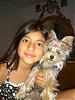 what colours your yorkie-picture-049.jpg