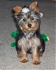 what colours your yorkie-kizzy-036.jpg