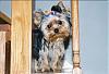 what colours your yorkie-lilmojo1-small.jpg
