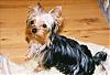 what colours your yorkie-littlemo-small.jpg