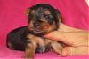 How old was your yorkie when you got him/ her?-princess3.jpg