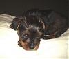 I'm getting a new puppy! He'S SO CUTE (PICS!)-my-baby-3.jpg