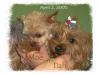 Photo of Red Puppy Litter..tails docked..2 days old-tm.jpg