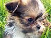 does anyone have a yorkie mix???-100_0821.jpg