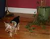 Look what my 7 mth old did while I-dylan-ate-tree.jpg
