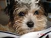 does anyone have a yorkie mix???-piper-face2.jpg
