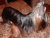 who has the longest haired yorkie??-p8100850-2.jpg