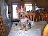 does anyone have a yorkie mix???-nelly-birthday.jpg