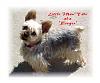 yorkie ghosts-all-my-pictures-003.jpg