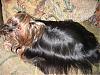 who has the longest haired yorkie??-shiny-jazzie1.jpg