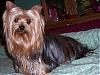 who has the longest haired yorkie??-100_0034-600-x-450-.jpg