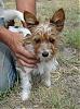 does anyone have a yorkie mix???-pinto1.jpg