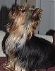 who has the longest haired yorkie??-diesel-small-1.jpg