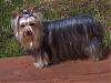 who has the longest haired yorkie??-100_0694.jpg