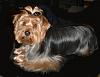 who has the longest haired yorkie??-imhghgage11nz.jpg