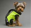 Has anyone tried the "PuppyPurse"???-small-yorkie-puppy-purse-picture.jpg