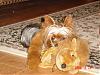 does your yorkie play with toys?  what do you have...?-sleepy-marmot.jpg