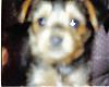 puppy pics-tyepup.jpg