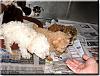 More details about Oklahoma puppy mill-life01-2.jpg