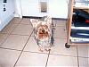 puppy pics-cimg1953.jpg