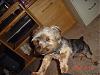 puppy pics-kodapict-006.jpg