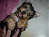 puppy pics-princessemma8wks-019.jpg