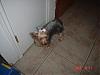 puppy pics-kodapict-005.jpg