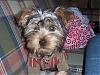 puppy pics-quincy-005.jpg