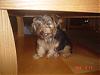 Has anyone heard of Jarbeth Kennels?-little-boy-006.jpg