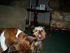 What to do when a Yorkie attacks.....-yorkie-attacks-010.jpg