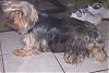 missing yorkie in Columbus Ohio, please help-buttercupwindow.jpg