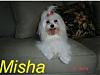 What's Your Yorkie's Funniest Behavior?-pretty-misha-name.jpg